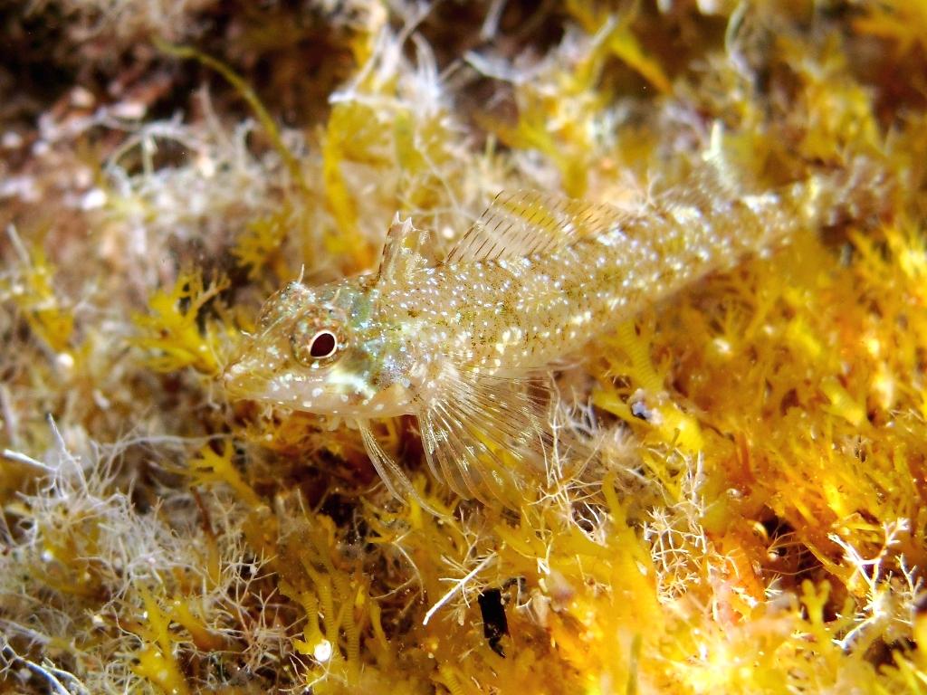 Tripterygion tartessicum(Carreras-C.,Pascual,Macpherson2007)